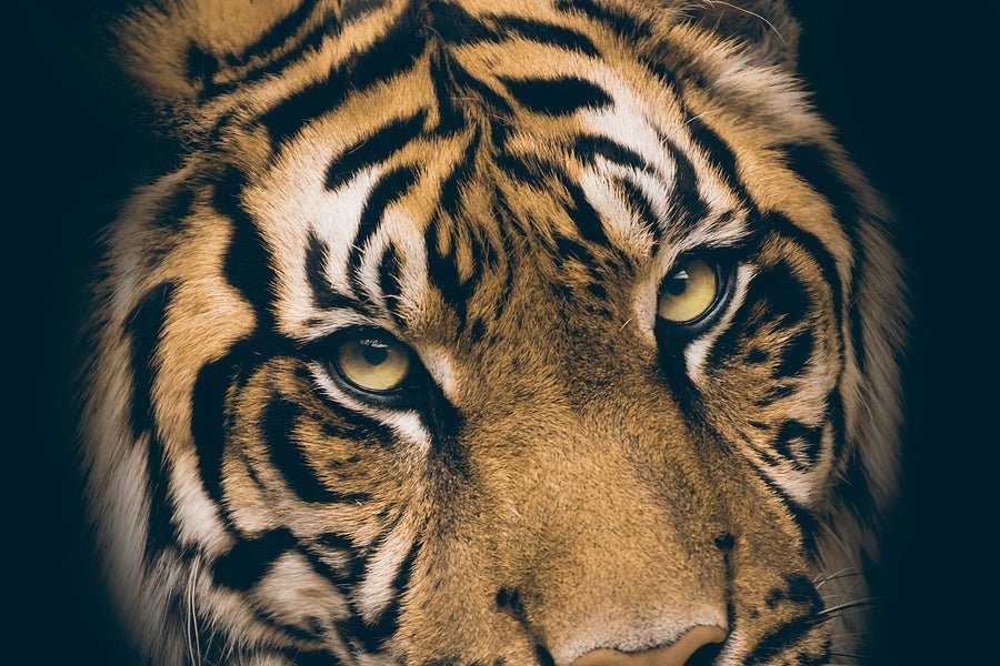 close up of tigers face